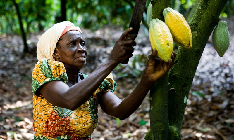 SPECIAL REPORT: ‘COCOA WARS’ COULD TRIGGER SUPPLY GLUT AND WEST AFRICA DIVESTMENT
